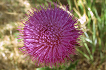 Cirsium vulgare