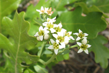 Comandra umbellata