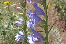 Penstemon virgatus asa-grayi
