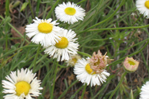 Erigeron flagellaris