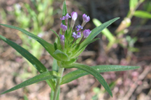 Collomia linearis