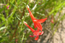 Ipomopsis aggregata