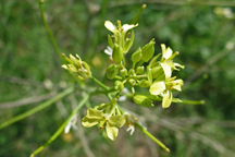 Sisymbrium altissimum