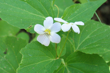 Viola canadensis