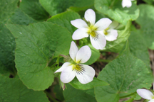Viola canadensis