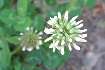 Trifolium repens
