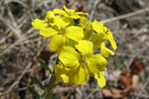 Erysimum asperum