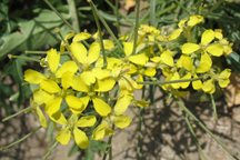 Erysimum asperum