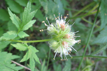 Hydrophyllum fendleri