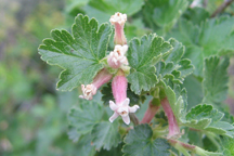 Ribes cereum