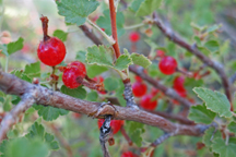 Ribes cereum