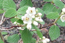 Jamesia americana