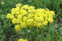Harbouria trachypleura
