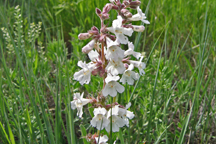 Penstemon albidus