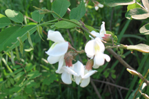 Robinea pseudoacacia
