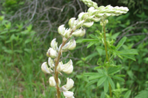 Lupinus argenteus