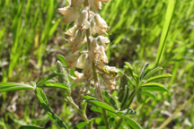 Lupinus argenteus
