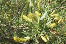 Salix drummondiana