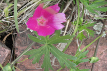 Callirhoe involucrata