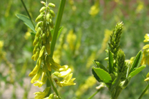 Melilotus officinalis