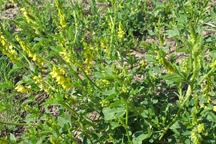 Melilotus officinalis