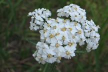 Achillea lanulosa