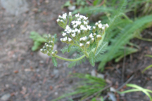 Achilea millefoleum