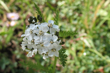 Achillea lanulosa