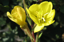 Oenthera villosa