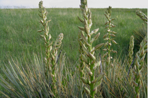 Yucca glauca
