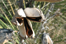 Yucca glauca