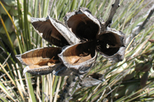 Yucca glauca