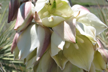 Yucca glauca