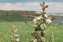Yucca glauca