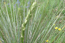 Yucca glauca