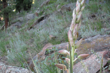 Yucca glauca