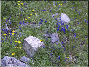 Larkspur and dandelions