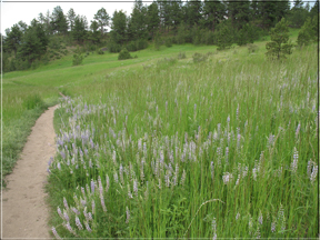 path through lupine