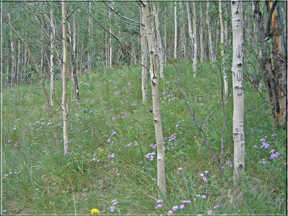 wildflowers under the aspen