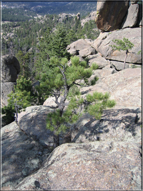 tree on rock