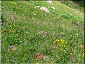 alpine meadow wildflowers