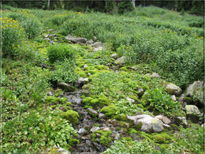 marshy stream banks