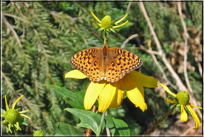 butterfly