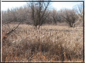 Cattails