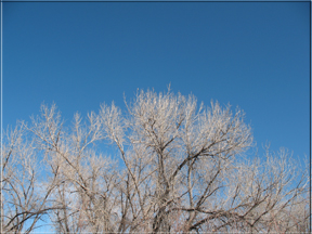 tree tops