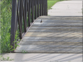 killdeer
