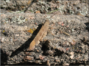 grasshopper