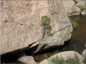 Tree growing in rock