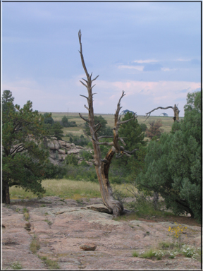 Dead tree
