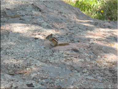ground squirrel